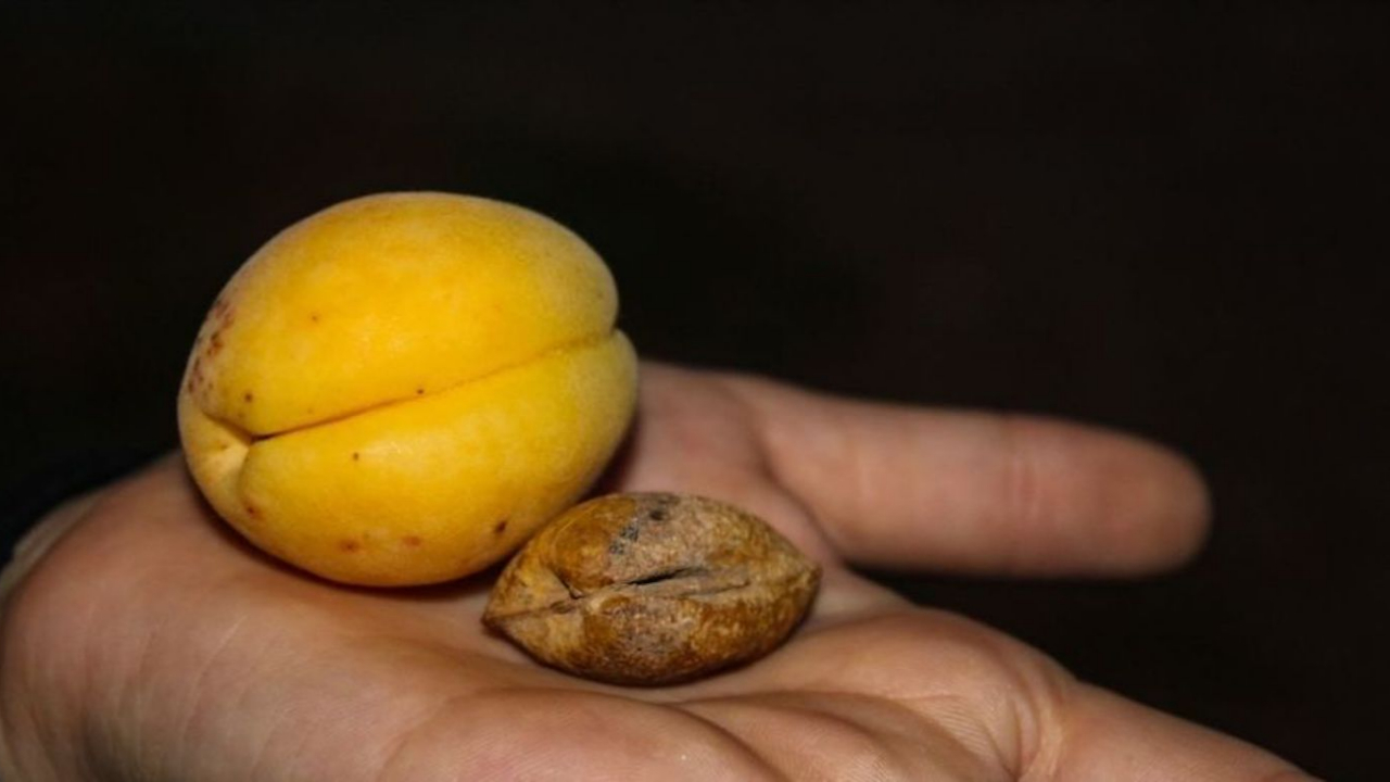Kayısının fosili Iğdır'da bulundu!