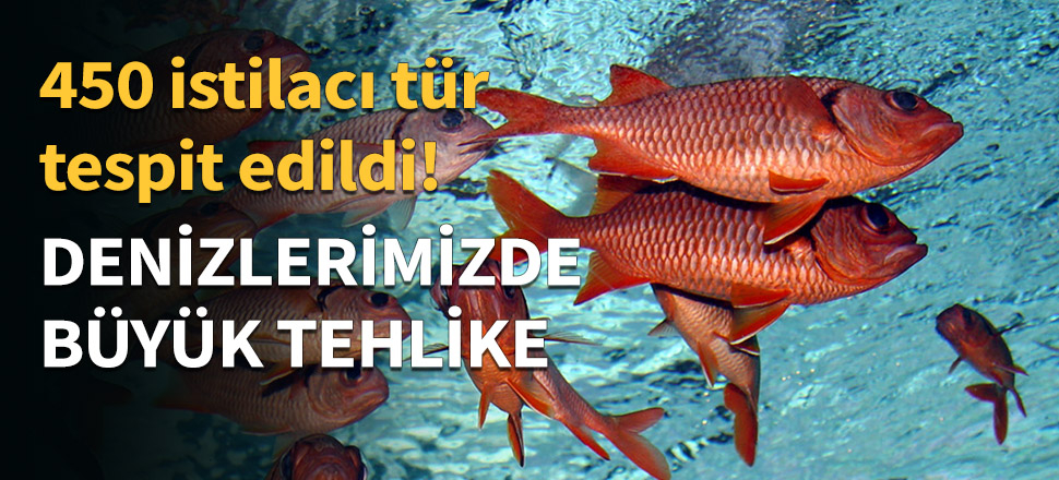 Denizlerimizde 450 istilacı tür tespit edildi...