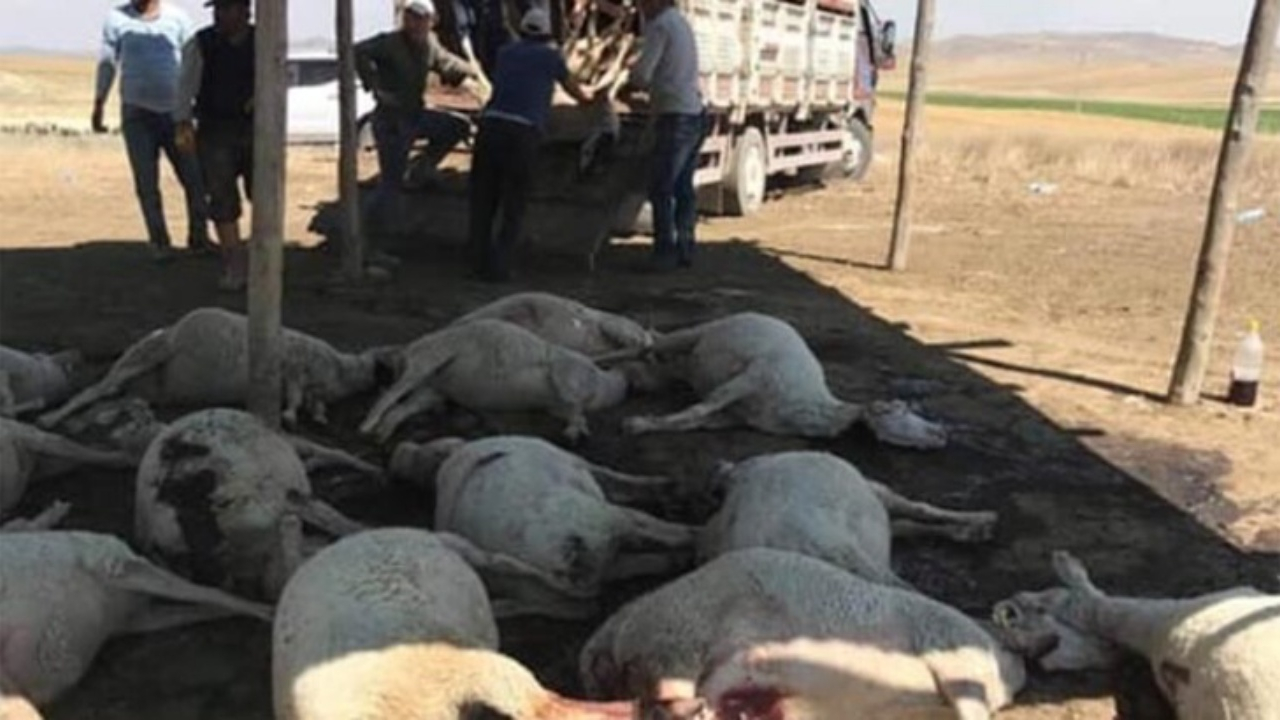 Biri eşek, biri köpek 100 hayvan aynı anda öldü!