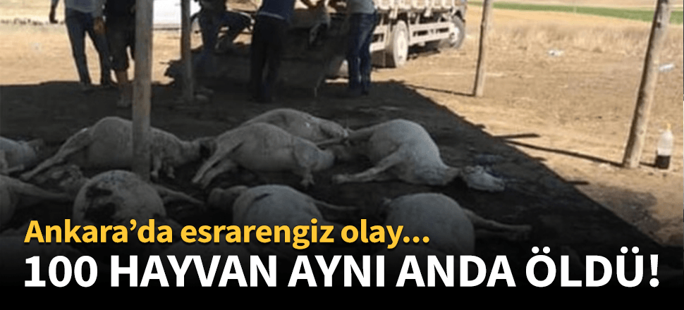 Biri eşek, biri köpek 100 hayvan aynı anda öldü!