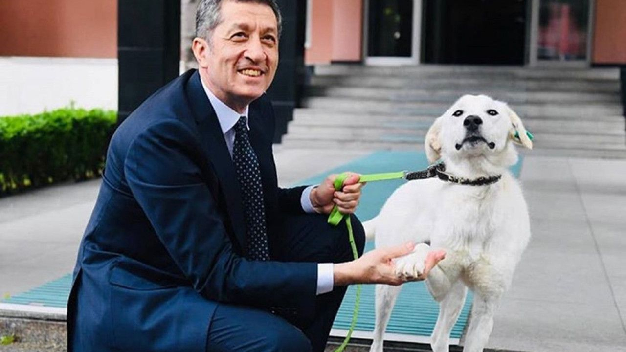 Ankara'da Bakan Ziya Selçuk'un sahiplendiği köpek, bakanlık bahçesinde