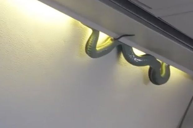 Meksika'da yolcu uçağına giren yılan paniğe neden oldu