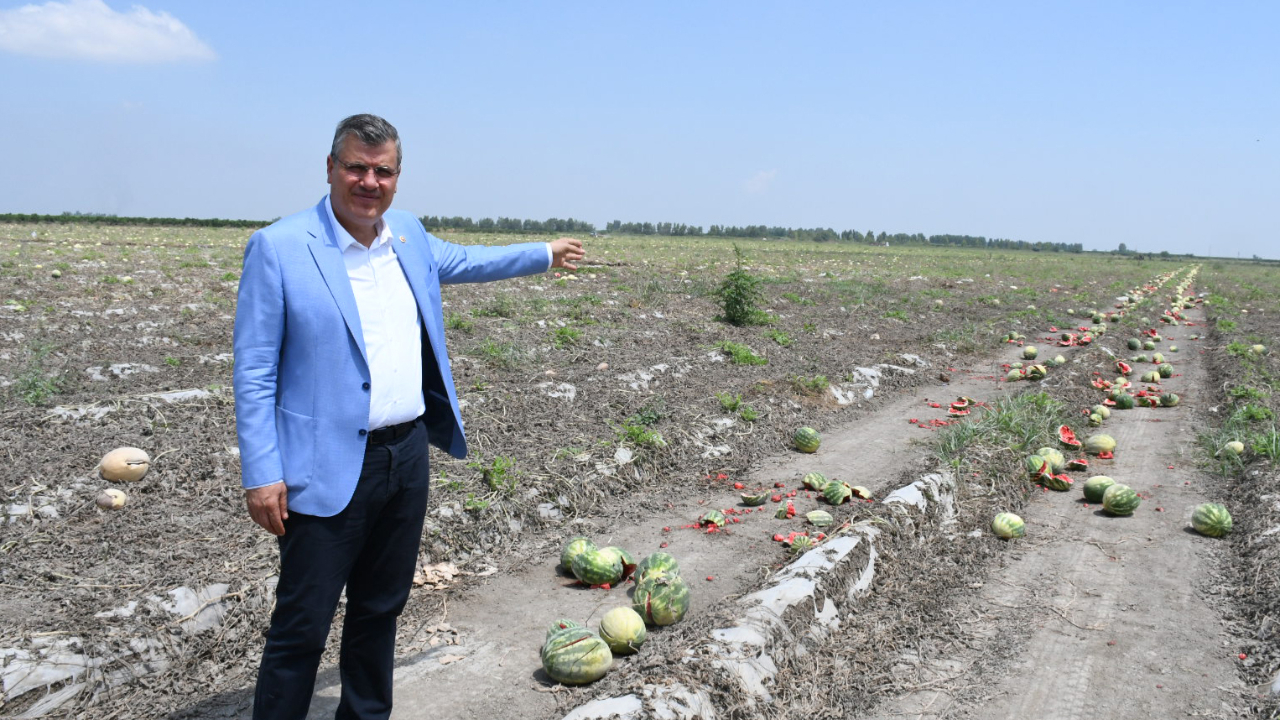 Adana'da Ayhan Barut: Adana'da karpuz tarlada kaldı