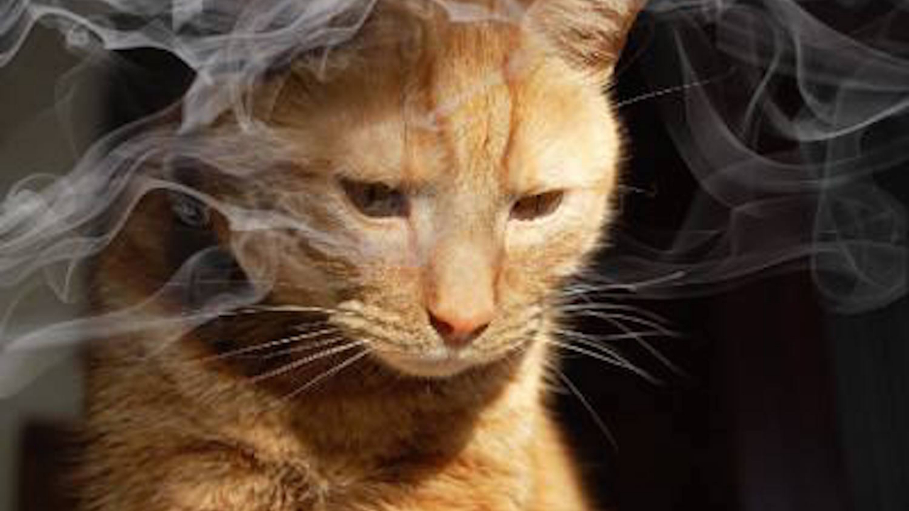 "Yangının nedeni sigara tiryakisi kedi..."
