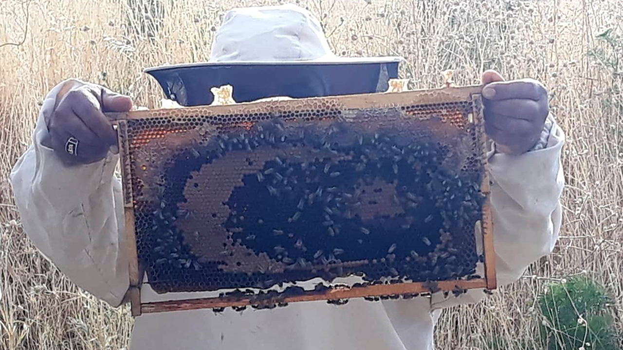Arılar ay yıldız çizdi