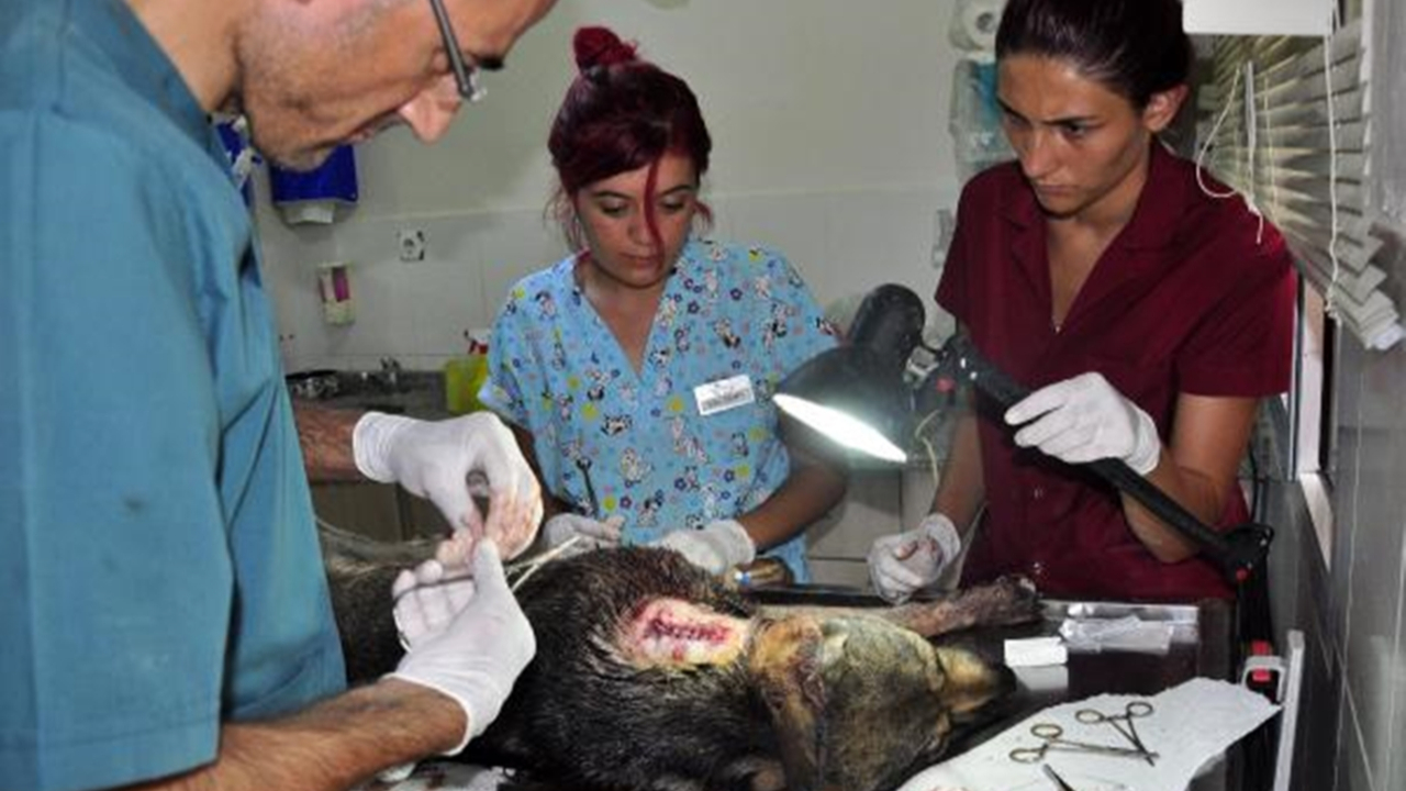 Yaralı köpek ameliyat edildi