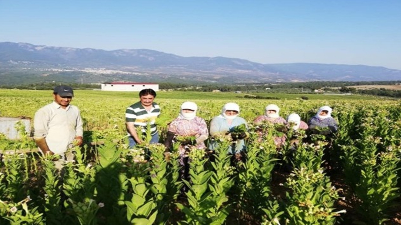 Aydın'da Başkan Zeki İnal tütün üreticisini ziyaret etti