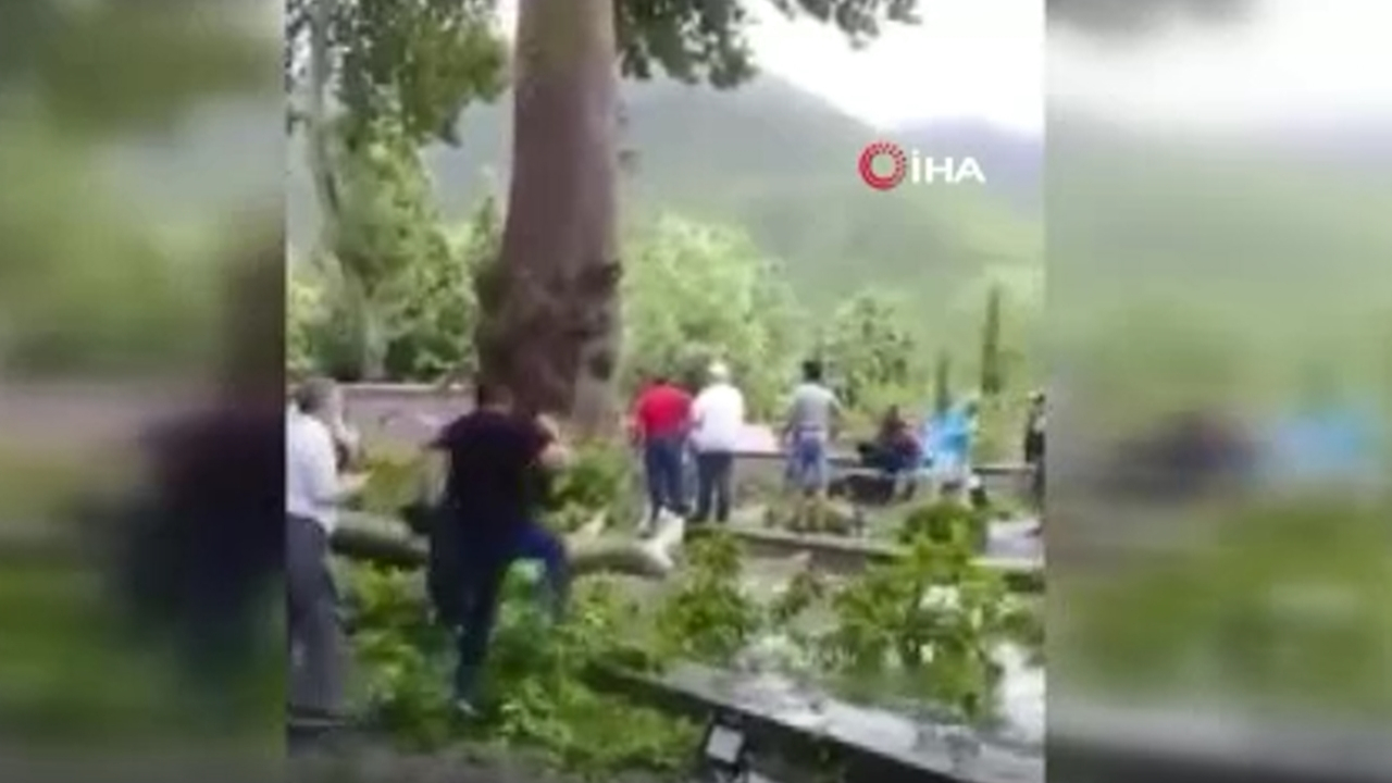 500 yaşındaki ağacın dalı kırıldı...