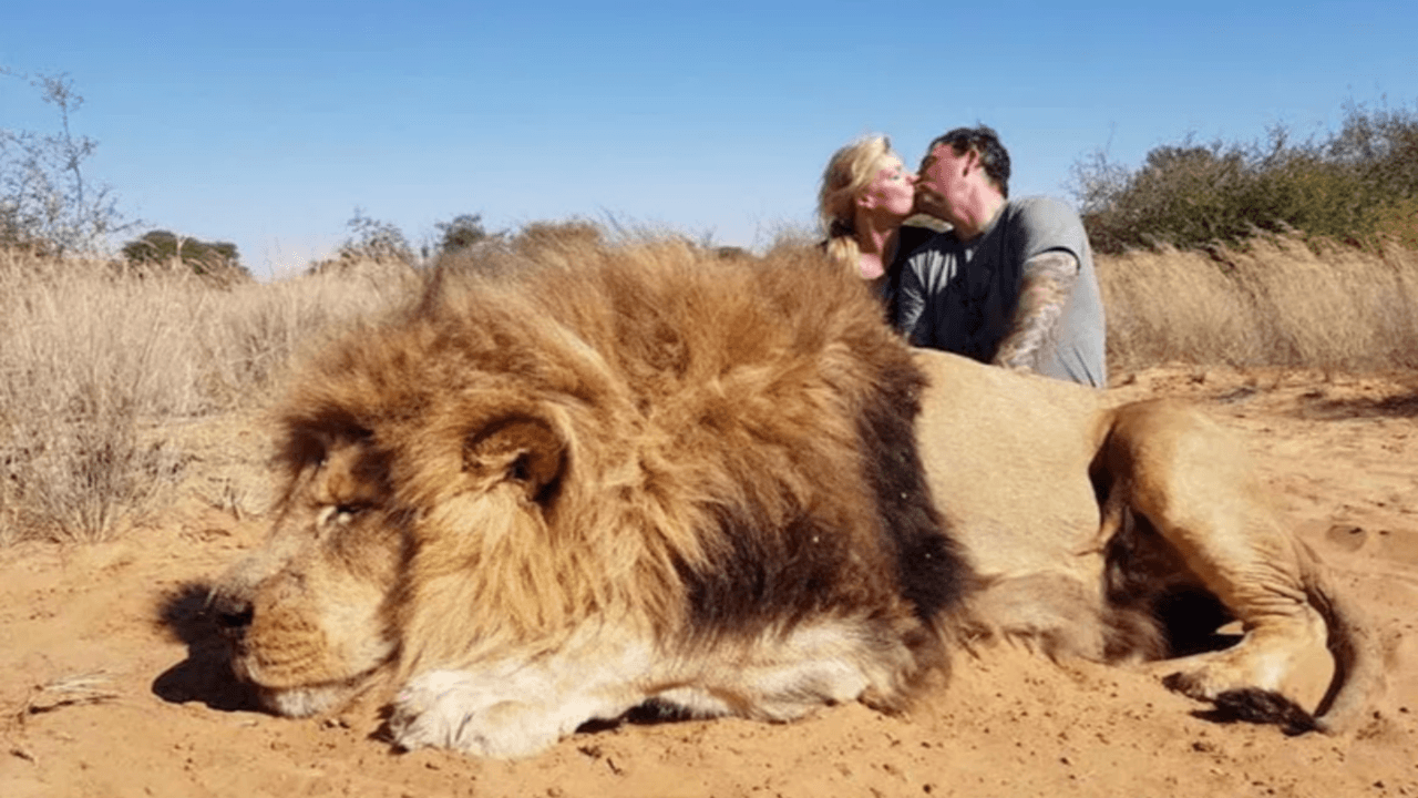 Aslanı öldürüp cesedinin başında öpüştüler!