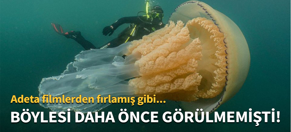 Dünyanın en büyük denizanası görüntülendi!