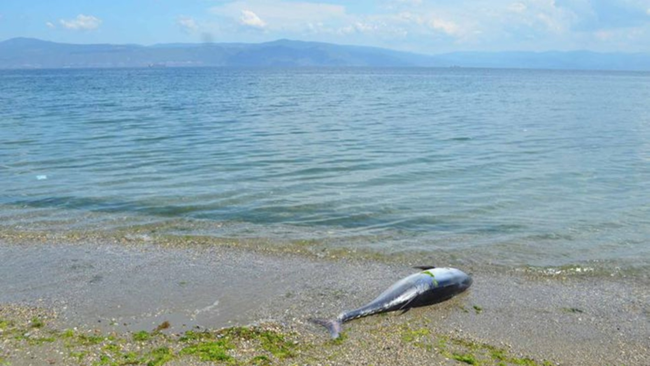 Dev balık Mudanya'da sahile vurdu!