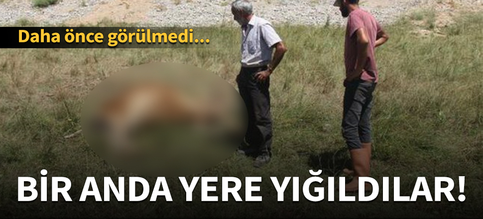 Hayvanlar tek tek yere yığıldı!