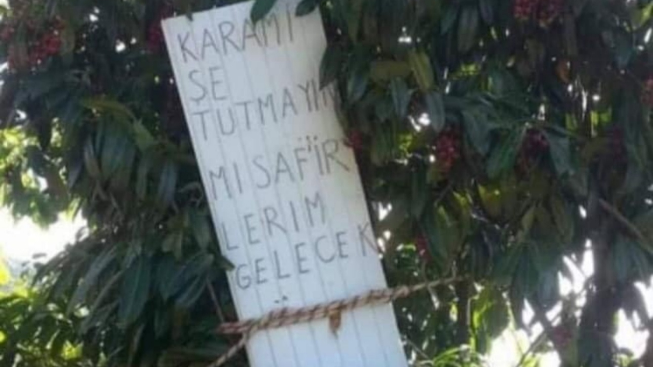 Misafirleri için ağacı mühürledi!