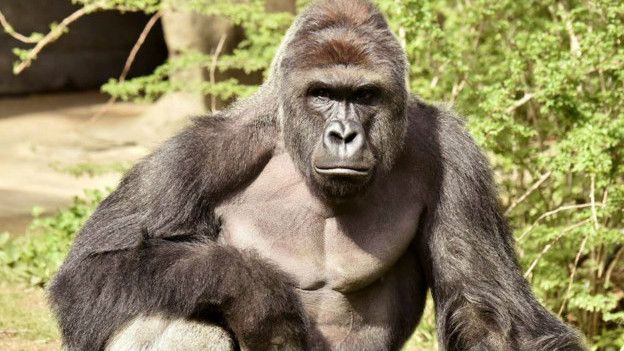 ABD'li binlerce seçmen Harambe'ye oy verdi