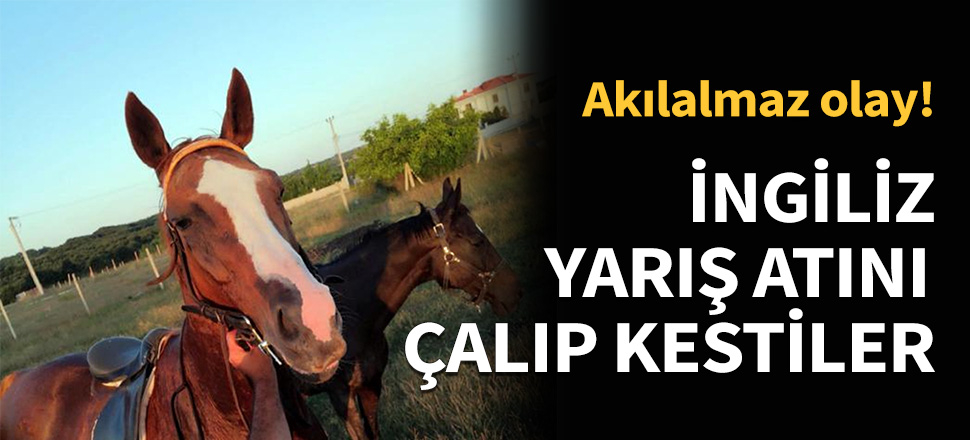 İngiliz yarış atını çalıp, kestiler...