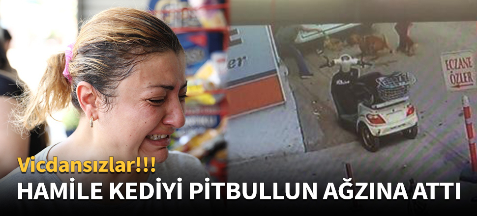 Hamile kediyi pitbullun ağzına attı!