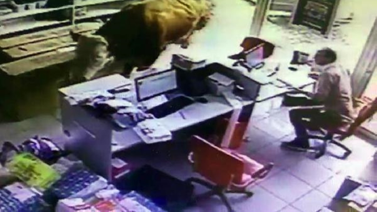 Kaçan kurbanlık boğa ortalığı birbirine kattı!