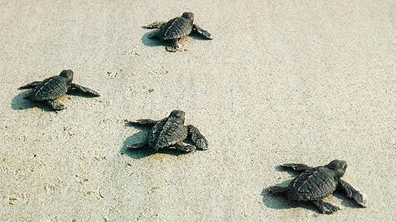 Caretta carettaların zorlu yolculuğu başladı!
