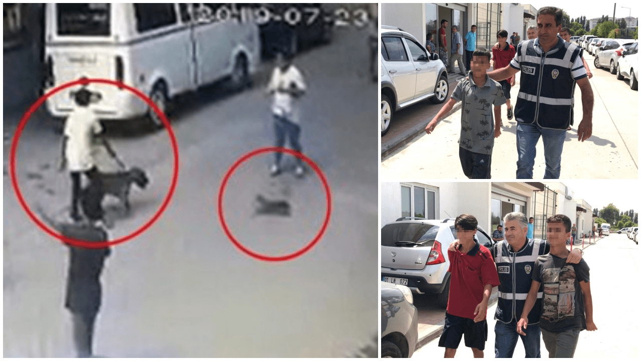 Hamile kediyi pitbulla parçalatan çocuklara ceza!