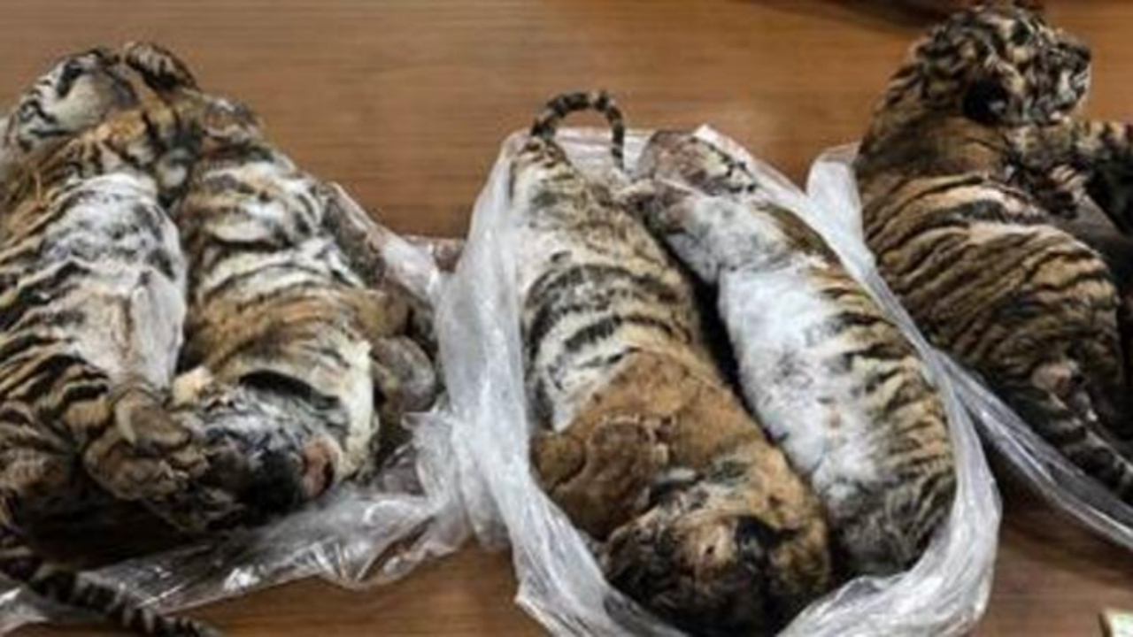 Otomobilden 7 dondurulmuş kaplan çıktı!