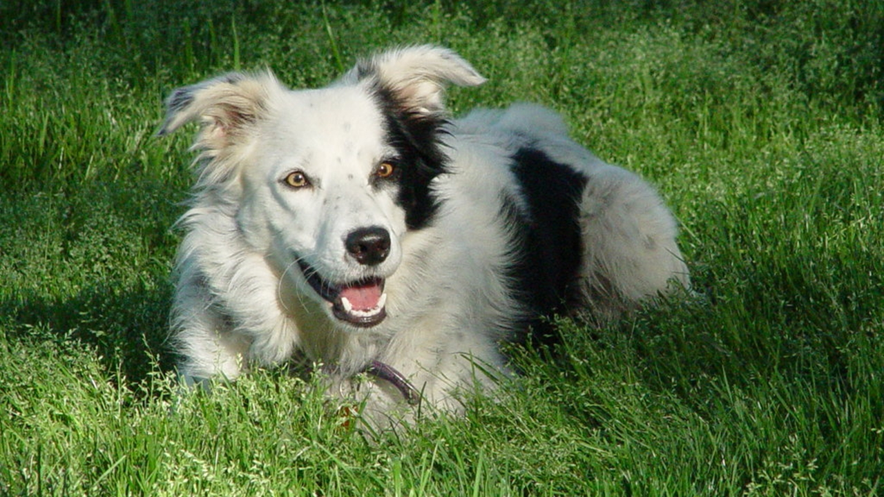 Dünyanın en zeki köpeği öldü...