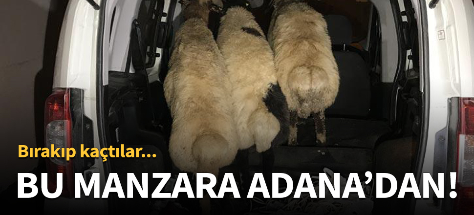 Çaldıkları koyunları bırakıp kaçtılar!