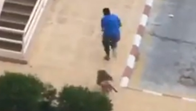 Maymunlar adamı kovaladı!