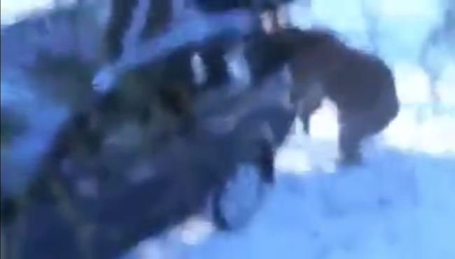 Bu aracın sürücüsü sizi çok şaşırtacak...