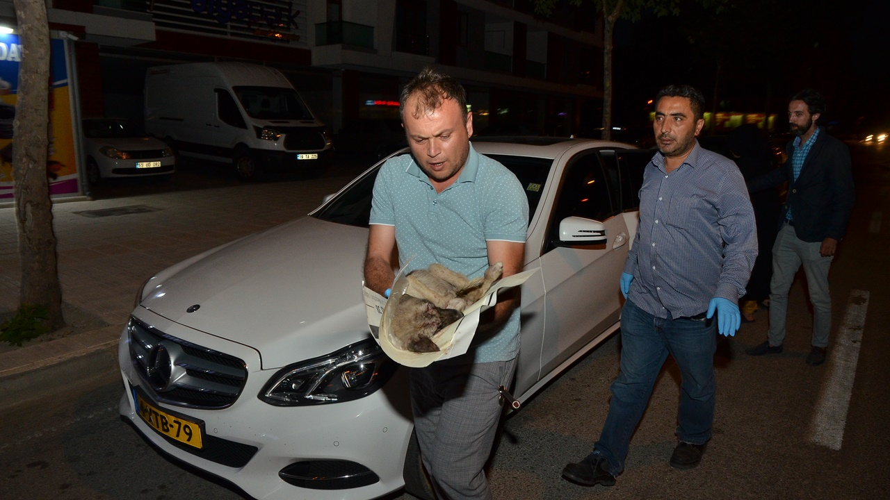 Yaralı köpek için 80 kilometre yol gittiler!