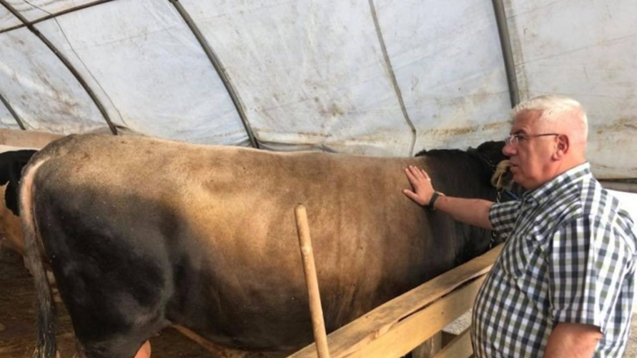 Tekirdağ'da Başkan Rasim Yüksel, kurban pazarını ziyaret etti