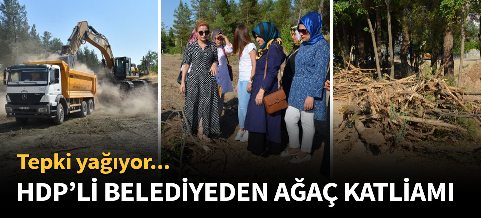 HDP'li belediyeden ağaç katliamı!
