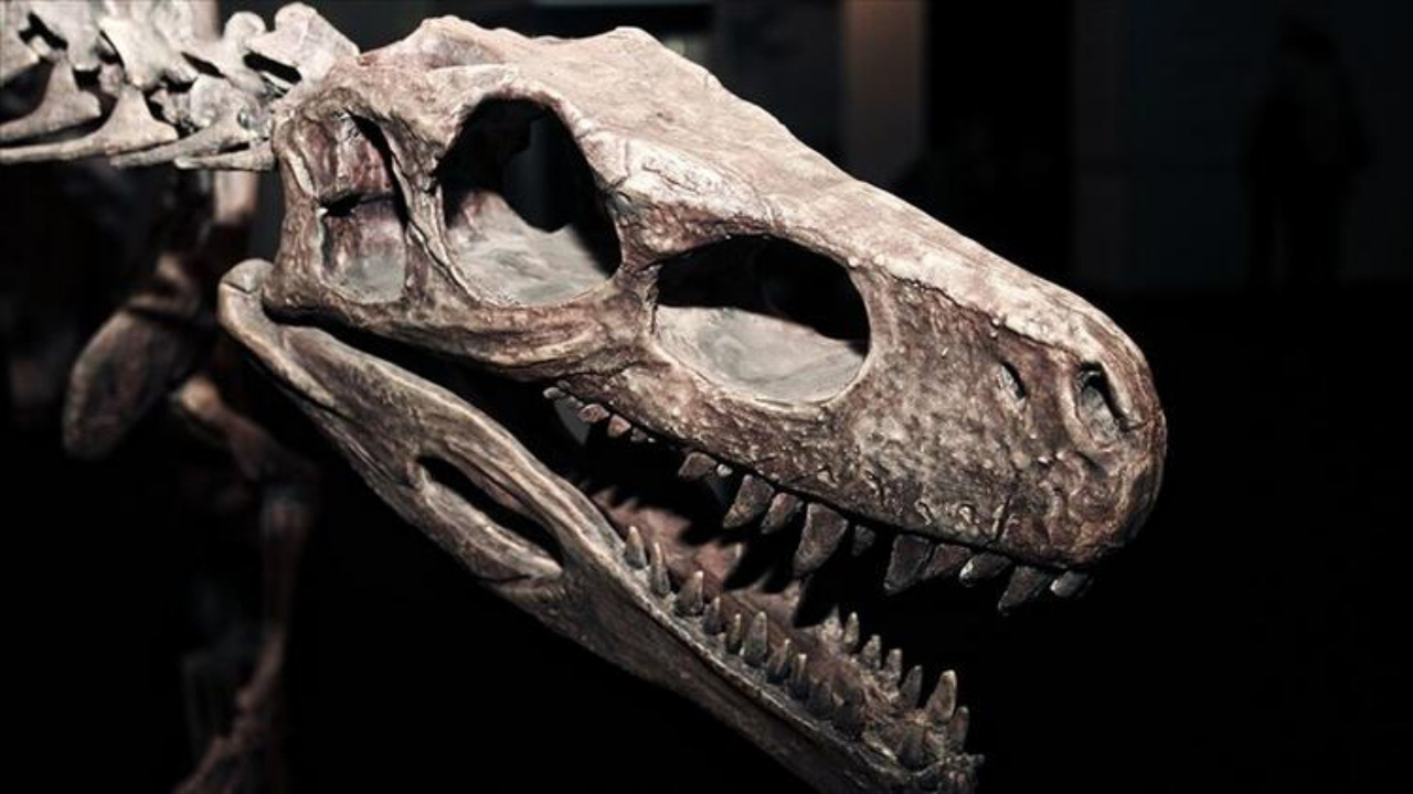 4 metre boyunda yeni bir dinozor türü keşfedildi!