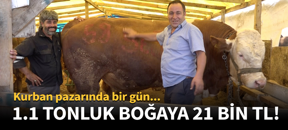 1.1 tonluk boğaya 21 bin TL!