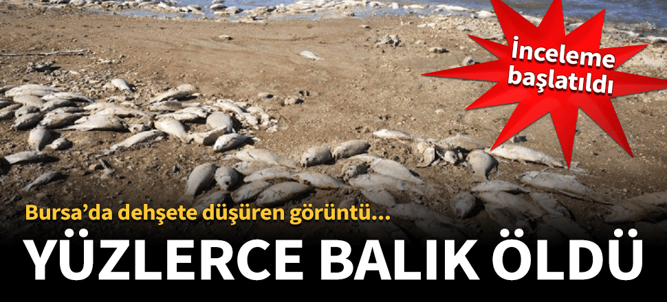 Bursa'da dehşete düşüren görüntü!