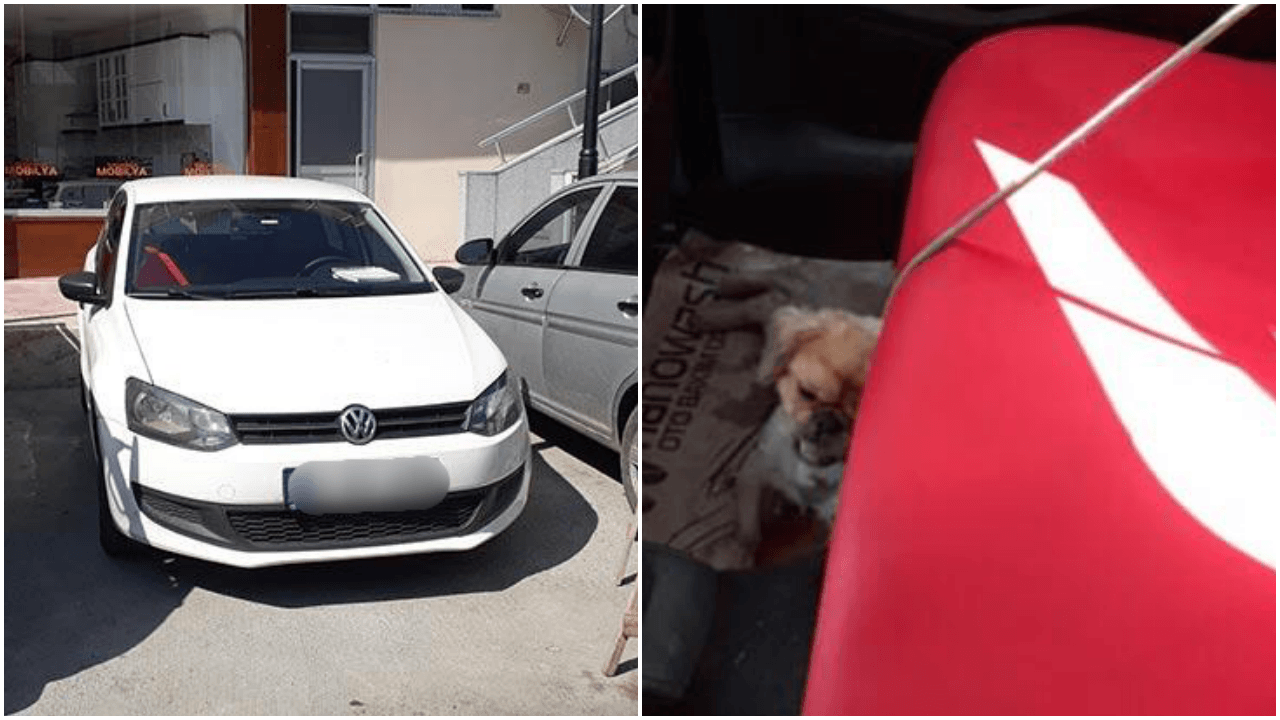 Ölen köpeğini otomobilde bırakıp gitti!