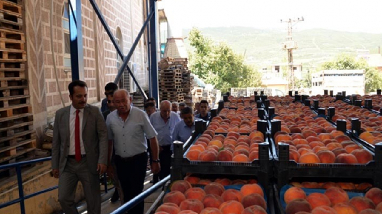 Bilecik'te Vali Bilal Şentürk şeftali hasadı yaptı