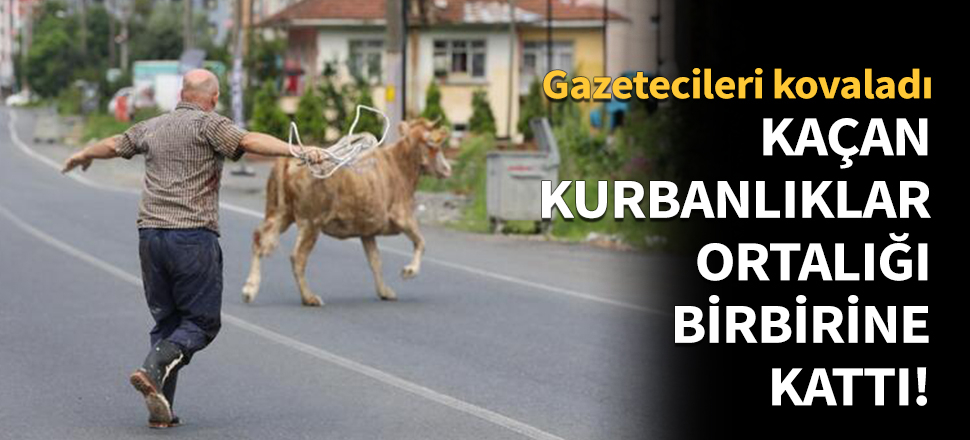 Kaçan kurbanlıklar ortalığı birbirine kattı
