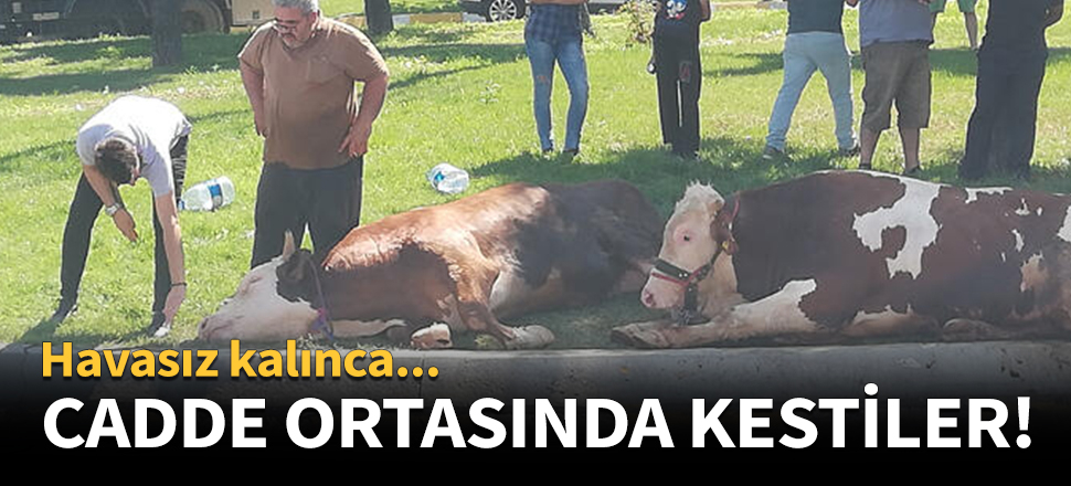 Kurbanlık danayı cadde ortasında kestiler!