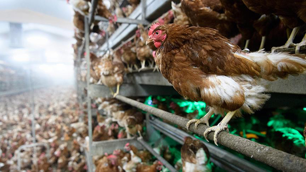 Almanya'da kuş gribi yayılıyor, ihracat darbe yedi