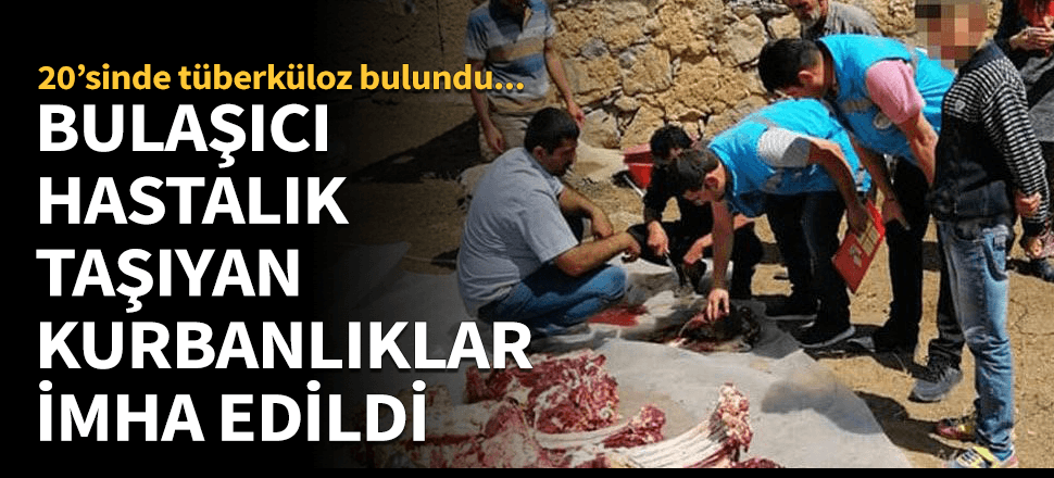 20 büyükbaş kurbanda hastalık tespit edildi!