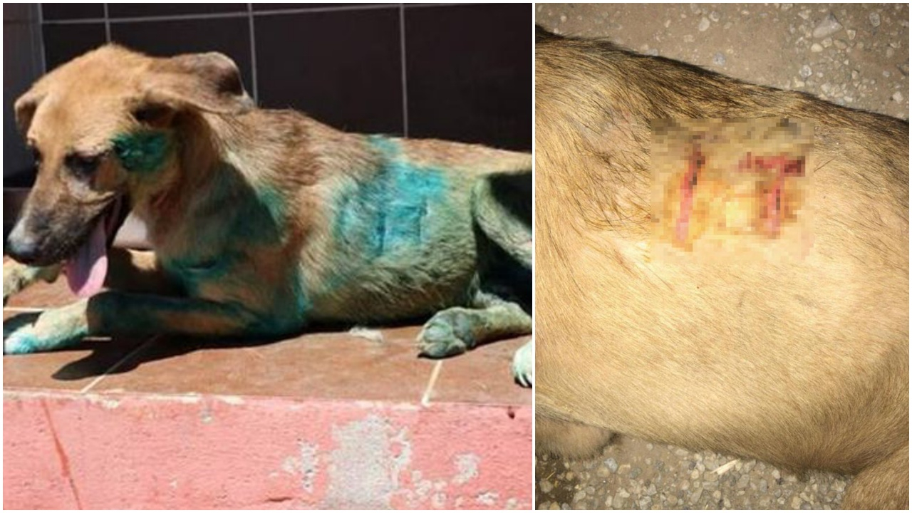 Köpeğin vücuduna jiletle 'it' yazdılar!