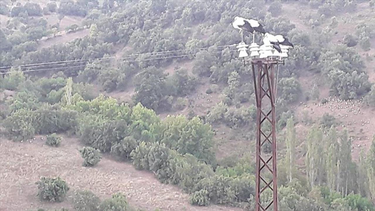 Leylekler ölmesin diye elektrikleri kestiler!