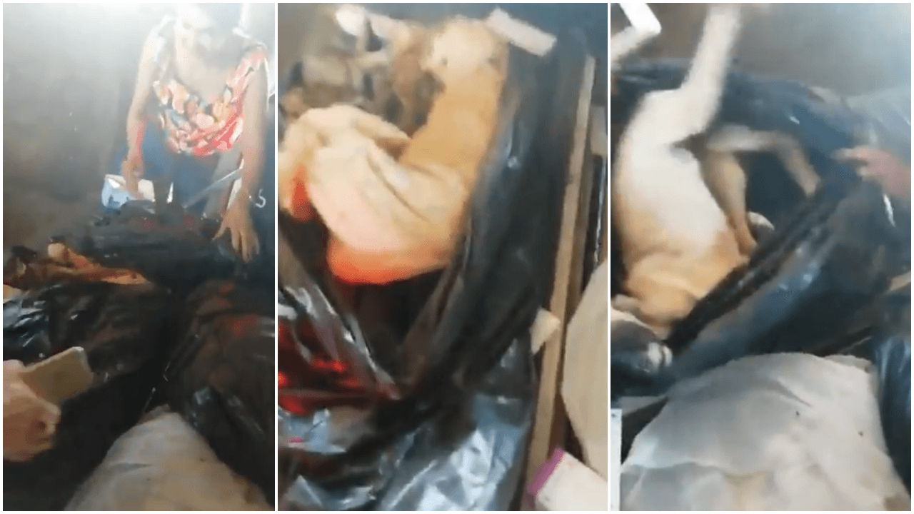 Avusturya'dan geldi Diyarbakır'da vahşeti belgeledi!