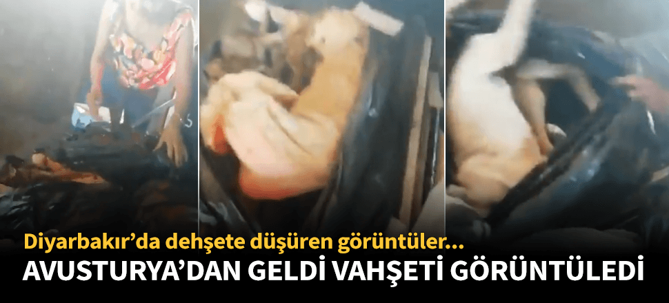 Avusturya'dan geldi Diyarbakır'da vahşeti belgeledi!