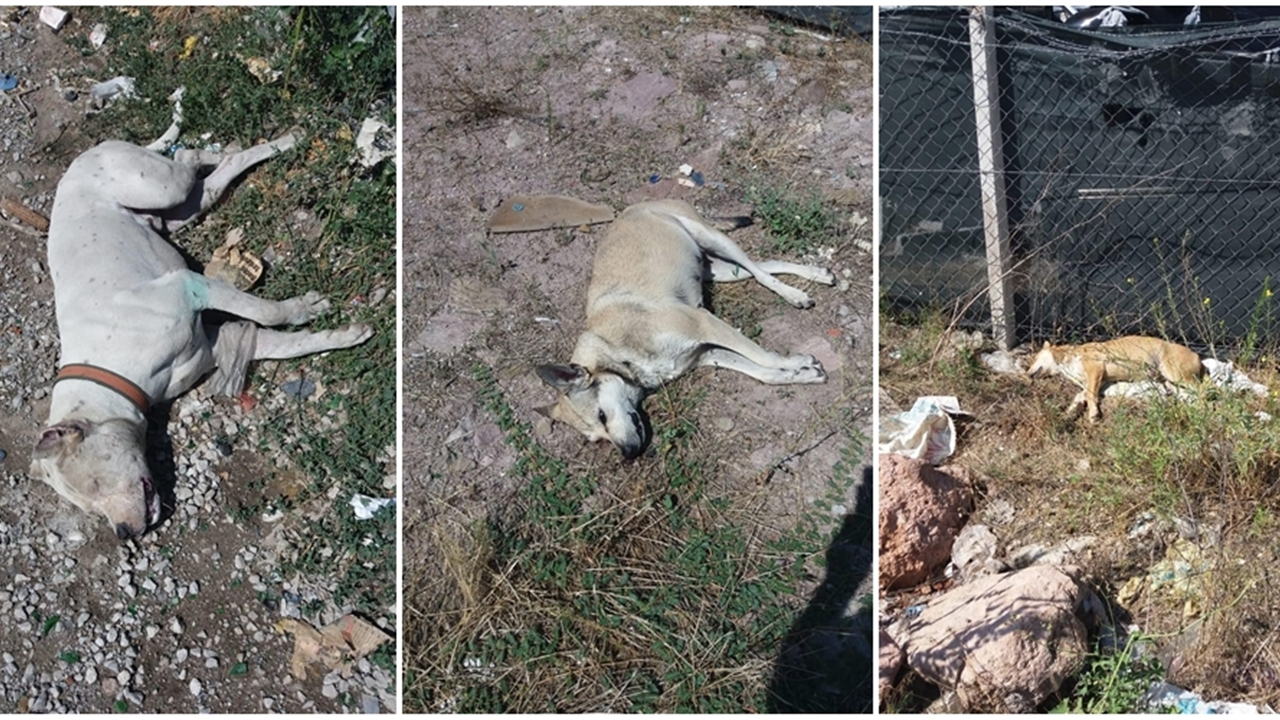 Ankara'da köpek katliamı...