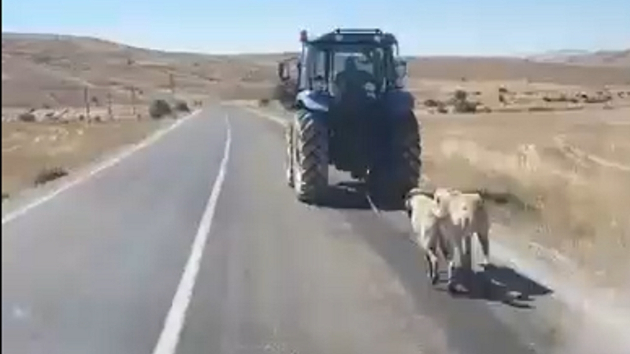 Köpekleri sürükleyen o adam yakalandı...