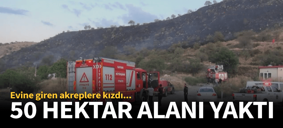 Akreplere kızdı 50 hektarlık alanı kül etti!