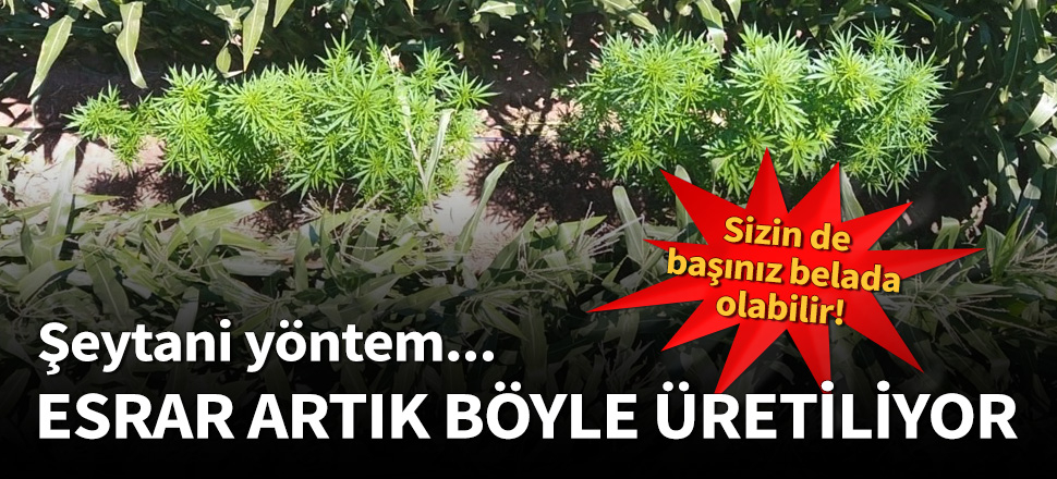 Türkiye'de esrar artık böyle üretiliyor...