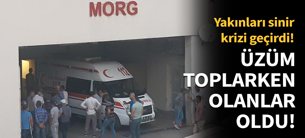 Üzüm toplarken olanlar oldu!
