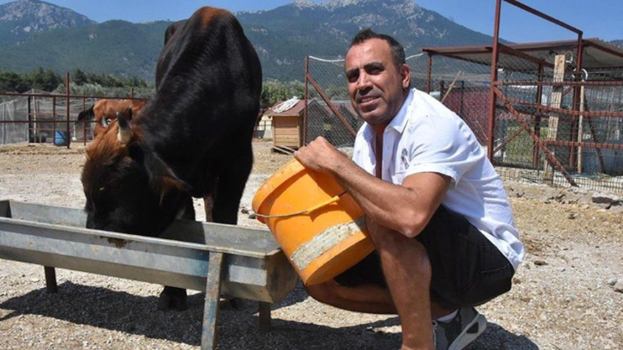 Kaçan boğa yaylada bulundu!